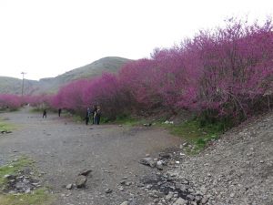 رویشگاه طبیعی دره ارغوان بینالود ثبت ملی شد